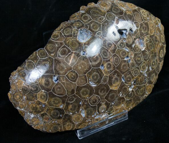 Polished Fossil Coral Head - Morocco #8843
